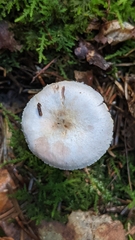 Agaricus