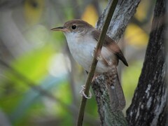 Troglodytes aedon beani