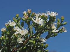 Ruschia multiflora