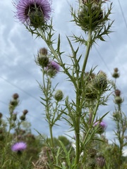 Cirsium