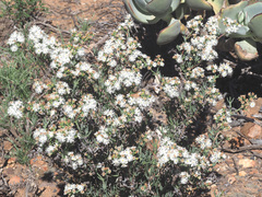 Ruschia multiflora