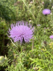 Cirsium