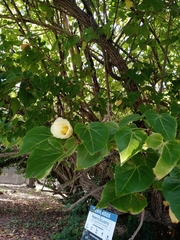Thespesia populnea