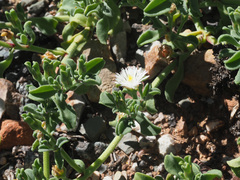 Mesembryanthemum aitonis