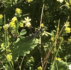Pompiloidea