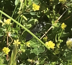 Pompiloidea
