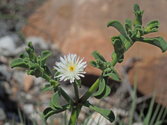 Mesembryanthemum aitonis