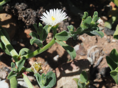 Mesembryanthemum aitonis