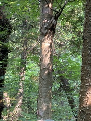 Betula cordifolia