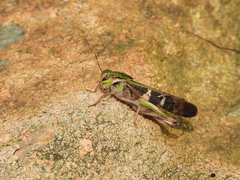 Gastrimargus marmoratus