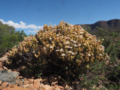 Crassula rupestris rupestris