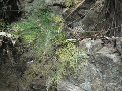 Carlesia sinensis