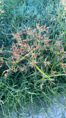 Cyperus rotundus