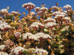 Crassula rupestris rupestris