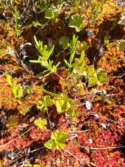 Ericaceae