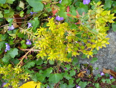 Petrosedum forsterianum