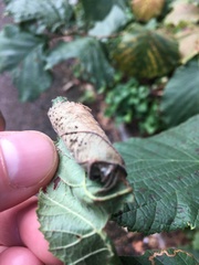 Apoderus coryli