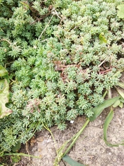 Sedum pallidum