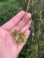 Eucalyptus camaldulensis