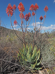 Aloe comptonii