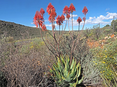 Aloe comptonii