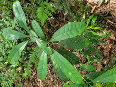 Osmanthus matsumuranus