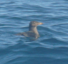 Cerorhinca monocerata