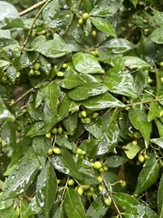 Euonymus alatus