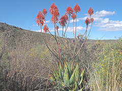 Aloe comptonii