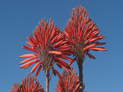 Aloe comptonii