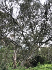 Eucalyptus camaldulensis