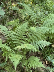 Athyrium filix-femina