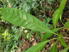 Osmanthus matsumuranus