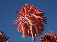 Aloe comptonii
