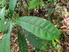 Osmanthus matsumuranus