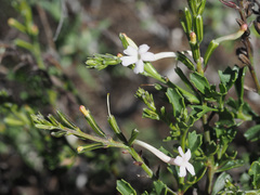 Chascanum cuneifolium