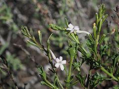 Chascanum cuneifolium