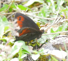 Erebia pronoe