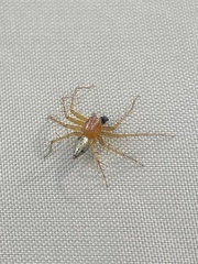 Oxyopes