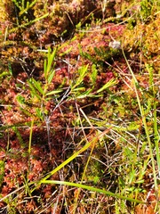 Ericaceae