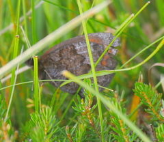 Erebia pronoe