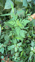 Ambrosia artemisiifolia