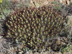 Euphorbia heptagona