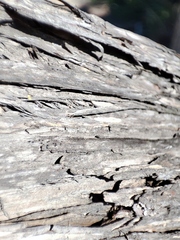 Leptospermum laevigatum