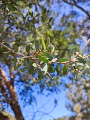Leptospermum laevigatum