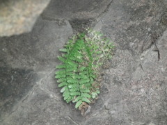 Woodsiaceae