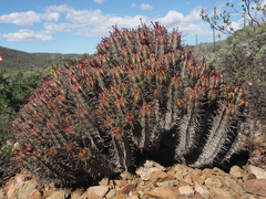 Euphorbia heptagona