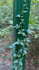 Parthenocissus quinquefolia