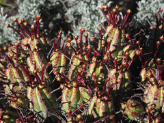 Euphorbia heptagona