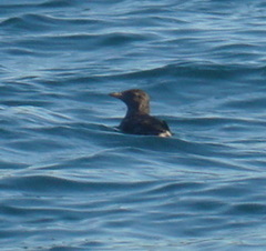 Cerorhinca monocerata